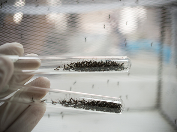 A hand wearing a glove holding two test tubes holding mosquitoes horizontally across the image and a net in the background where mosquitoes are resting