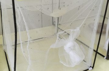 Mosquito cage showing a black metal frame and netting on all sides with a knot in the netting in the front to close the opening. Numerous mosquitoes are inside.