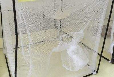 Mosquito cage showing a black metal frame and netting on all sides with a knot in the netting in the front to close the opening. Numerous mosquitoes are inside.