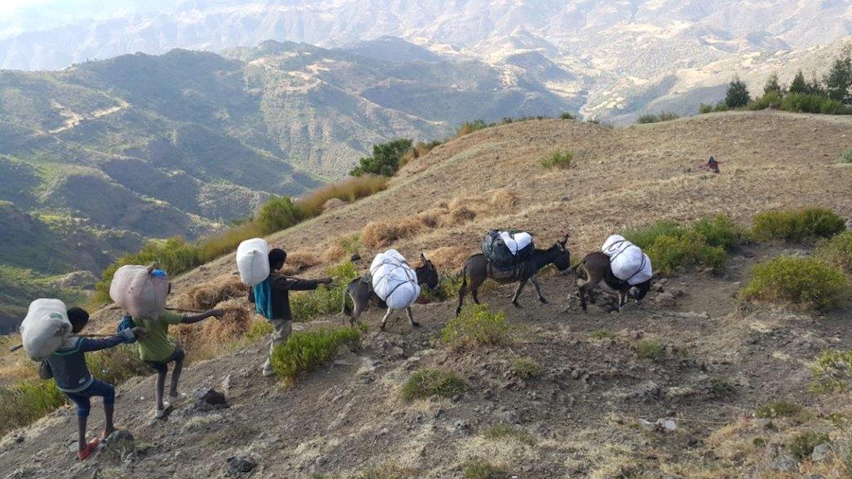 Distributing long lasting insecticide-treated nets (LLINs) in Ethiopia. Credit: Mulugeta Mebratu for PMI/Ethiopia, 2018 Distributing long lasting insecticide-treated nets (LLINs) in Ethiopia