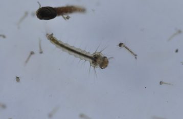 Mosquito larvae