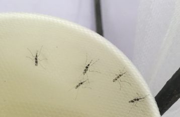 Five mosquitoes inside a paper cup covered in netting for testing