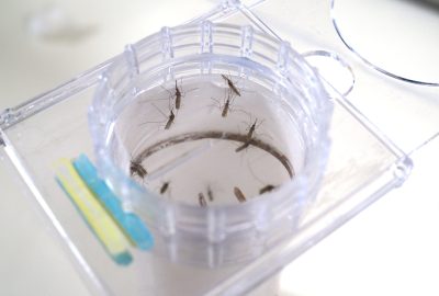 Downward view of mosquitoes resting on the inside of a clear WHO test tube.