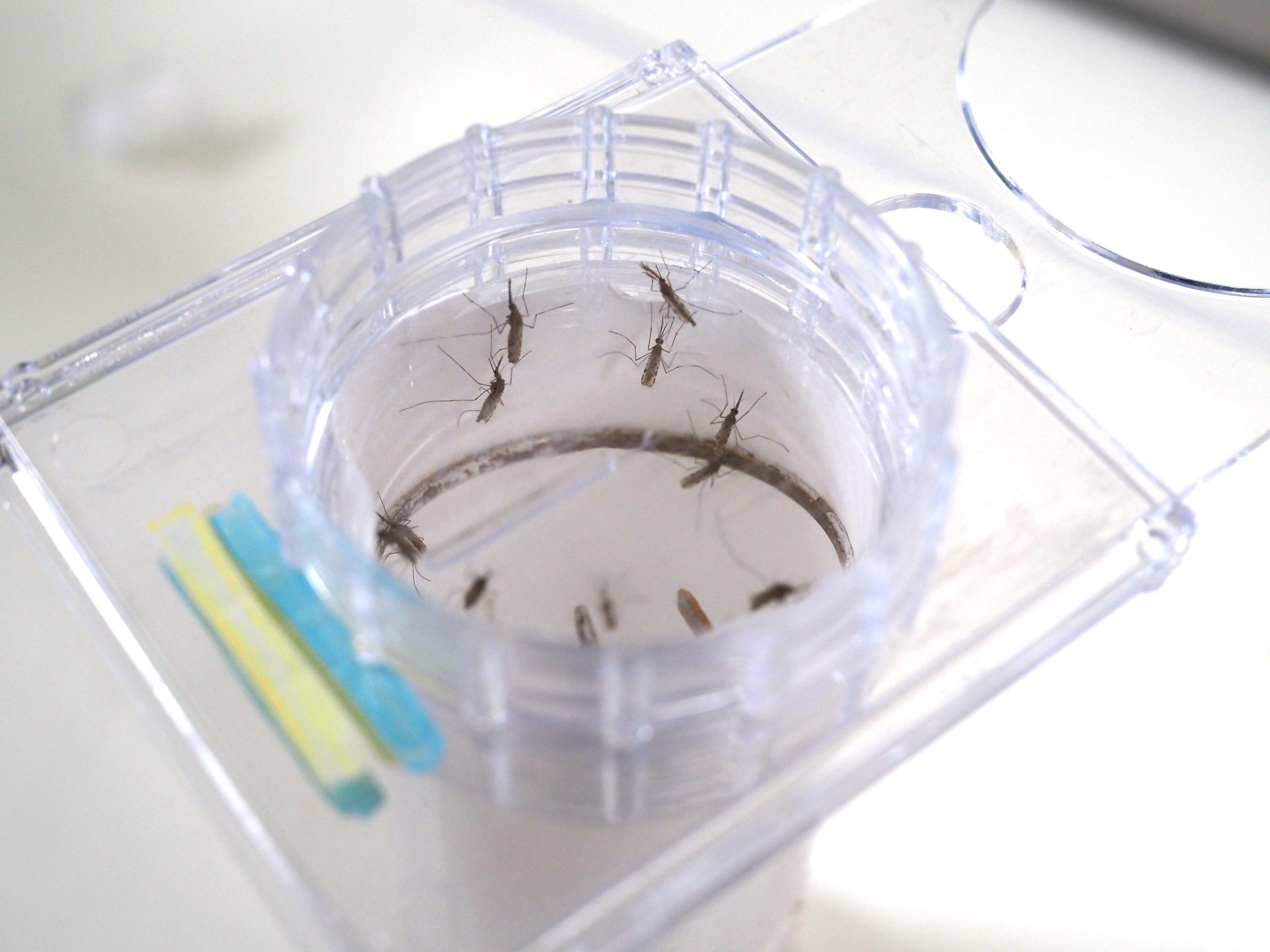 Downward view of mosquitoes resting on the inside of a clear WHO test tube.