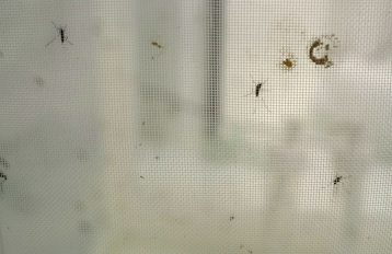 Three mosquitoes resting on the wall of a mesh fabric