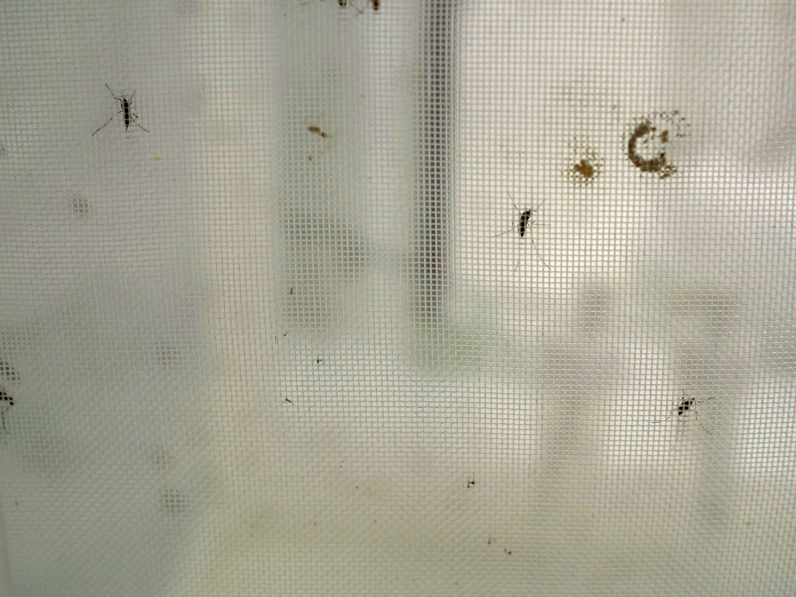 Three mosquitoes resting on the wall of a mesh fabric