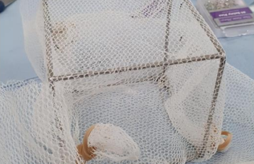 Silver, metal frame cage covered in white netting and secured with rubber bands at the corners with mosquitoes inside