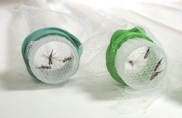 Two test tubes lying horizontally with the top facing the viewer. White net covers the top of each tube and is held in place by green rubber bands. Three mosquitoes are seen on the netting in tube on the left and four are similarly resting on the net in the test tube on the right.