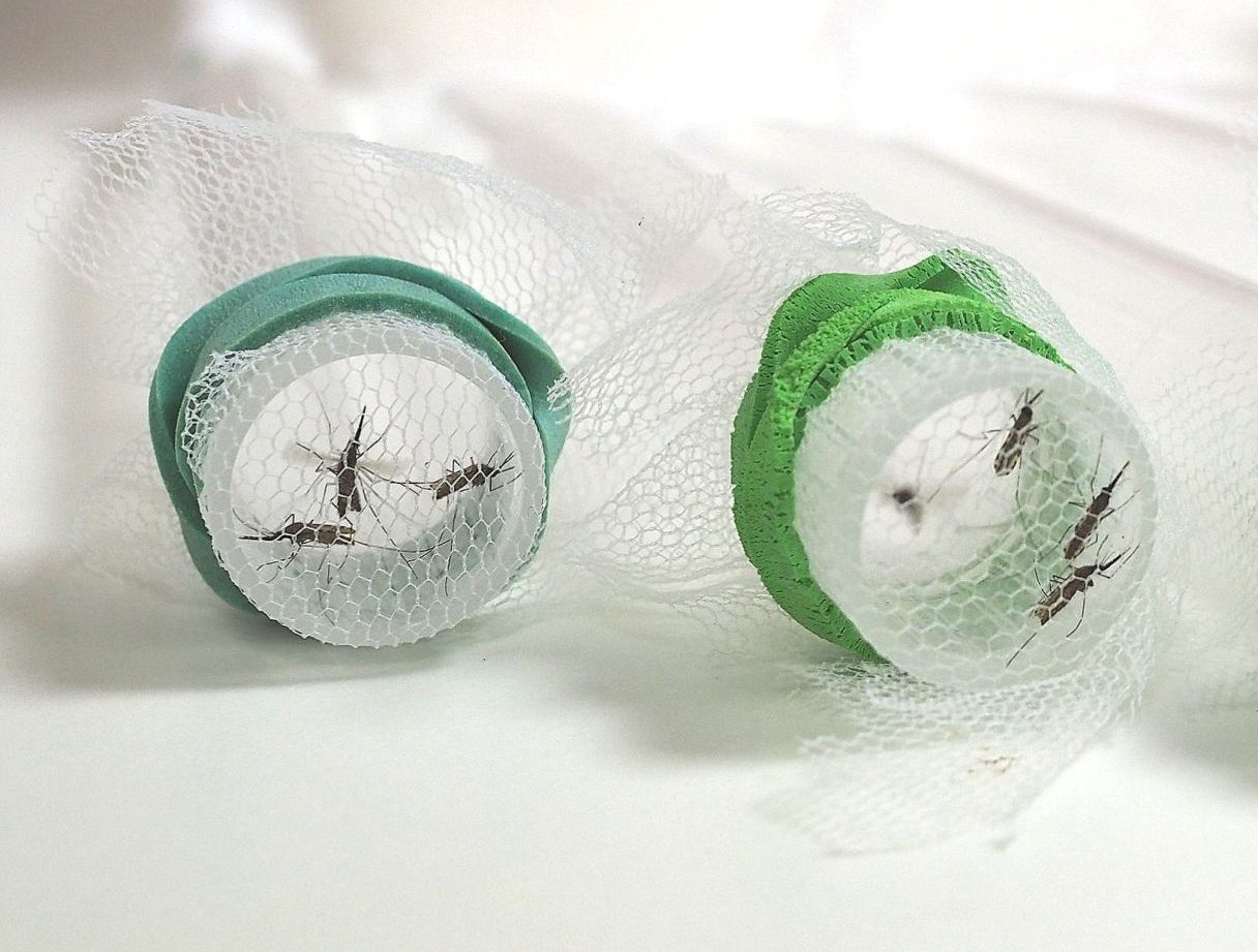 Two test tubes lying horizontally with the top facing the viewer. White net covers the top of each tube and is held in place by green rubber bands. Three mosquitoes are seen on the netting in tube on the left and four are similarly resting on the net in the test tube on the right.